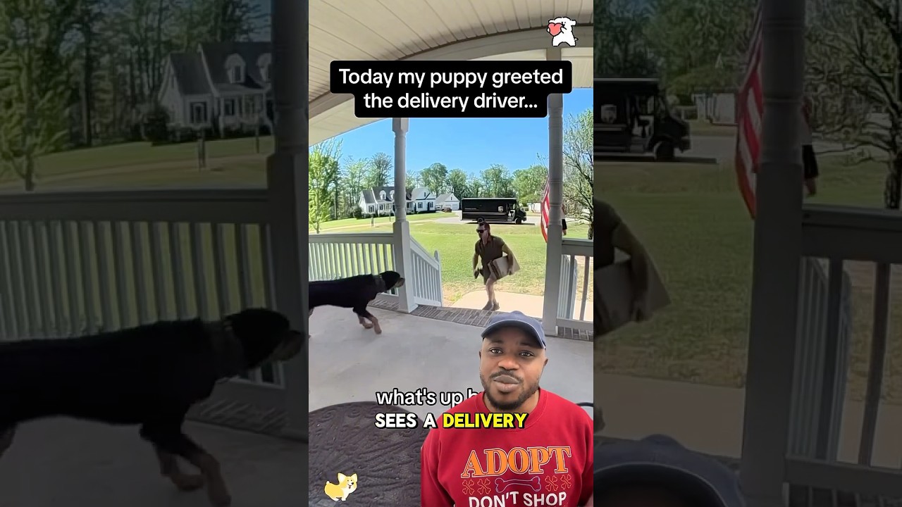Dogs vs. Delivery Drivers: FRIEND OR FOE? 😂📦