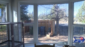 Bird-window collisions rise in fall; you may be surprised why