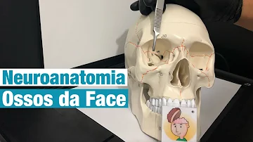 Quais são os principais ossos da face?