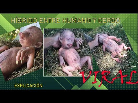 Vídeo: ¿Por Qué Los Científicos Crearon Un Híbrido De Cerdo Y Humano Y Luego Lo Mataron? Vista Alternativa