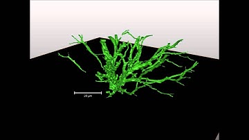 Electrical tree Serial Block-Face SEM animation ICSD
