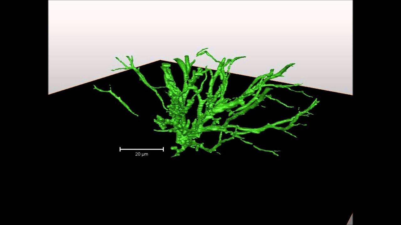 Electrical tree Serial Block-Face SEM animation ICSD - YouTube