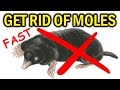 How to Get Rid of MOLES in Your Yard, Garden &amp; House -  NATURALLY &amp; FAST