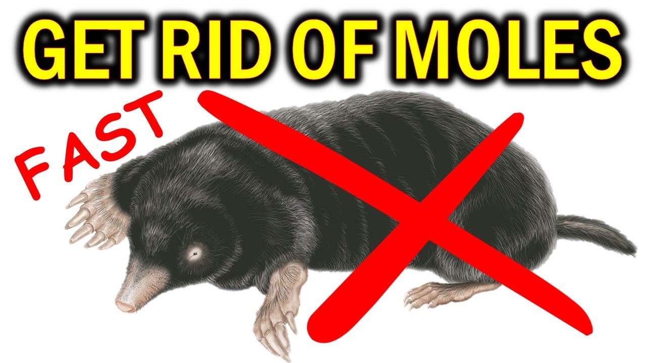 Get rid of moles ruining your lawn - a step by step guide