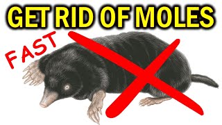 How to Get Rid of MOLES in Your Yard, Garden & House -  NATURALLY & FAST