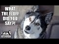 Why I Can NEVER Say My Husky’s Best Friend’s Name! He's So Shocked!