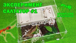 Разделение колонии Салтаторов (Harpegnathos saltator) #1