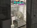賢い猫ちゃん トップ9
