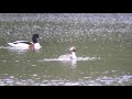 A Grebe and Shelduck family on a lake