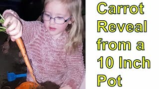 Carrot Reveal Cascade and Sugar Snax grown in a 10 inch pot