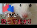 【ハムスター】いくら可愛いからって許されない…