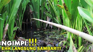 Langsung disambar ikan!!! Akibat menyepelekan spot mancing di rawa #SG-124