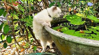 You Wont Believe What This Mama Cat Does When Oren The Boss Cat Comes