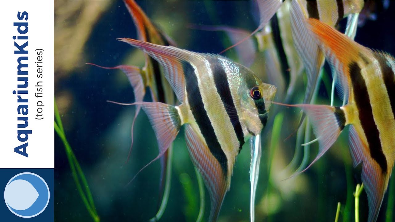 most expensive freshwater angelfish