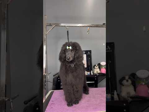 Βίντεο: Το σκυλί μου έπινε πεύκο