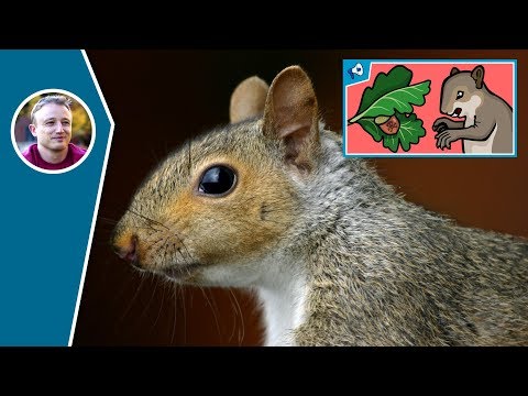 심층 분석 : 공생이란 무엇입니까? 나무와 다람쥐의 전쟁!