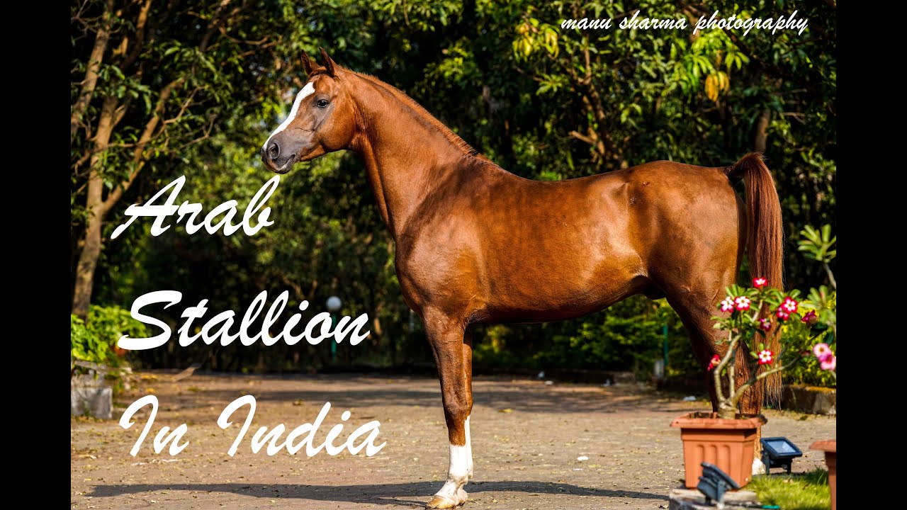 Arabian Horse in India YouTube