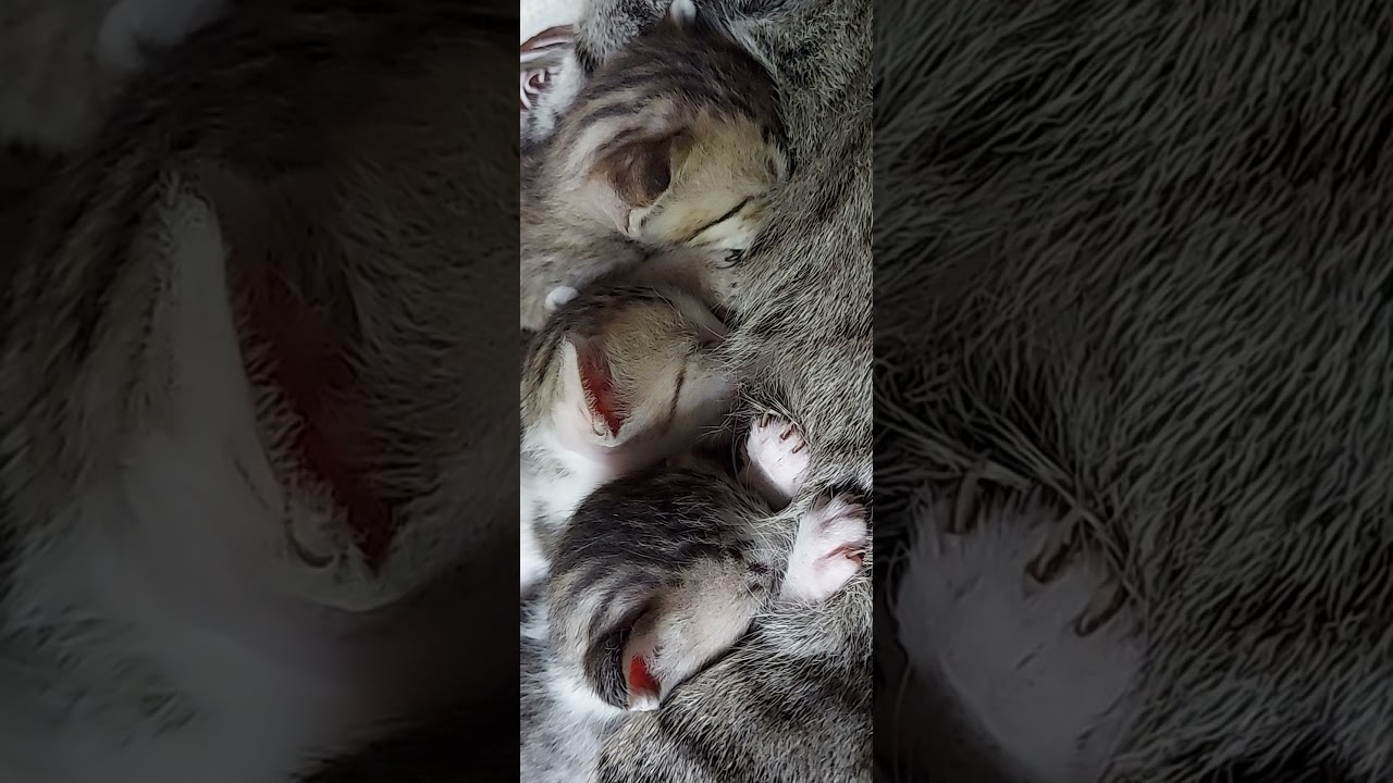Mama cat nursing her babies 😍💗 shorts youtubeshorts kitten 
