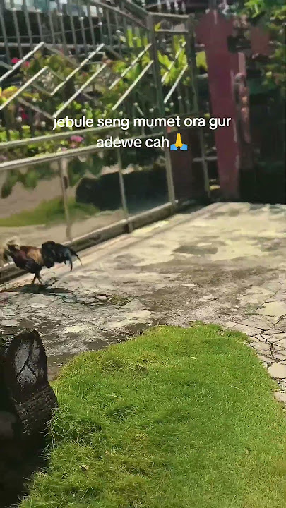 lagi pusing #ayam #shorts
