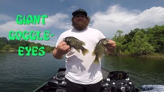 Massive Goggle Eyes!! | Table Rock Lake | Multi Species