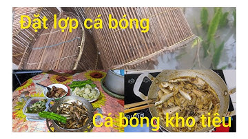 Đặt lợp cá bóng, cá bóng kho tiêu ăn cơm cùng vợ ( Kênh Hai bon vlog)