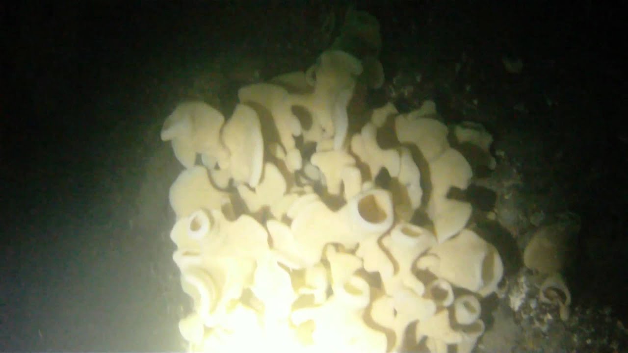 scuba diving whytecliff 145 ft. deep