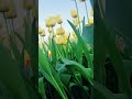 Golden Tulips in Korea 🌷✨ Spring Vibes You Can Feel #Shorts