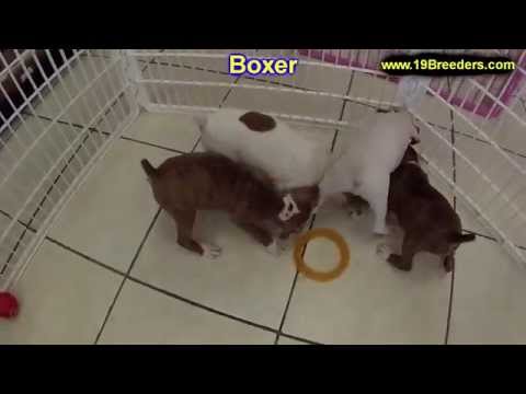 Boxer, Puppies, Dogs, For Sale, In Albuquerque, New Mexico, NM, 19Breeders, Rio Rancho