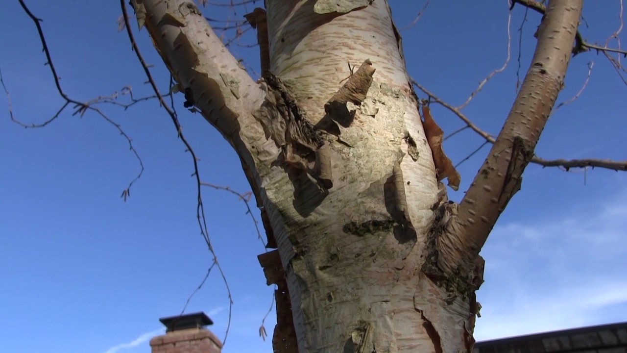 Bronze Birch Borer YouTube