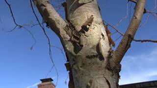 Famous Bronze Birch Borer Profile