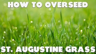 How to Overseed St. Augustine Grass