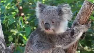 Ethiopian Afaan Oromo Classical Instrumental Music in 2024 Kuusaa Sirba Afaan Oromo Classical