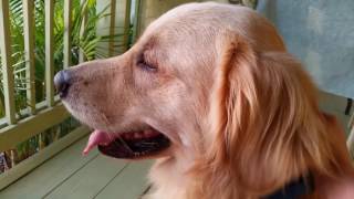 Funny Compilation of Dog Burps  English Cream Golden Retriever Belching After Eating Video