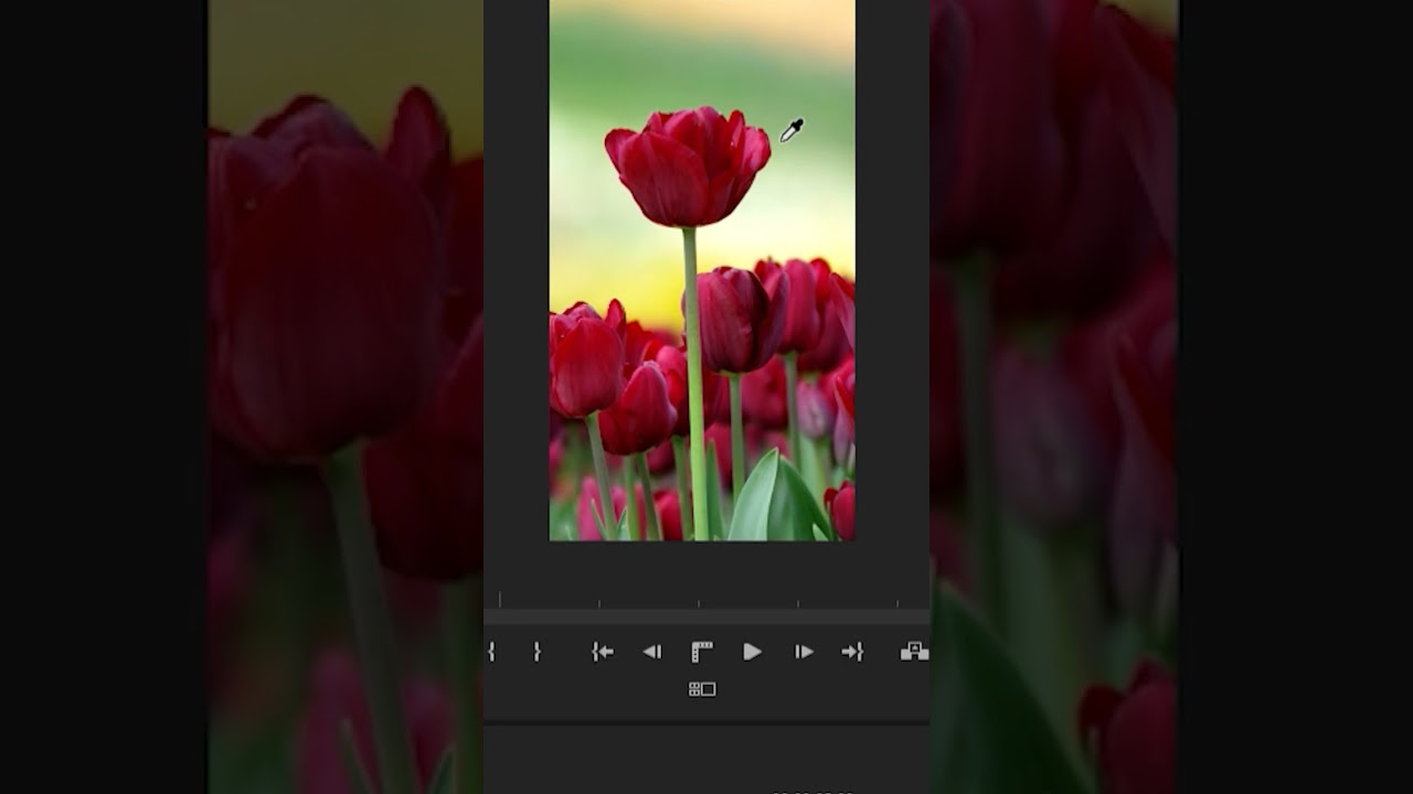 Leave Colour In Premiere Pro.  #videoeditor #vidwoediting #premirerpro #freelance #