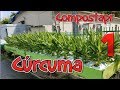 Como crecer Curcuma / Tumeric en el Huerto 1/2