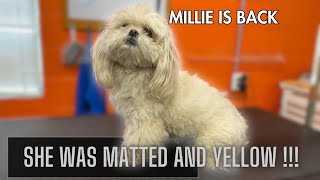 DIRTY, MATTED & GROSS Millie gets EXTREME GROOM TRANSFORMATION!!