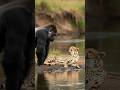 Rare Dangerous Water Hole Moments! Gorilla Finds Cheetah in Territory #Animal #Attack #wildlife zoo