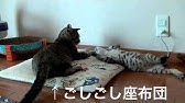 くるねこ くるねこ