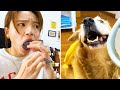 The dogs are cute and funny #31 - Funny and Cute Pets Compilation