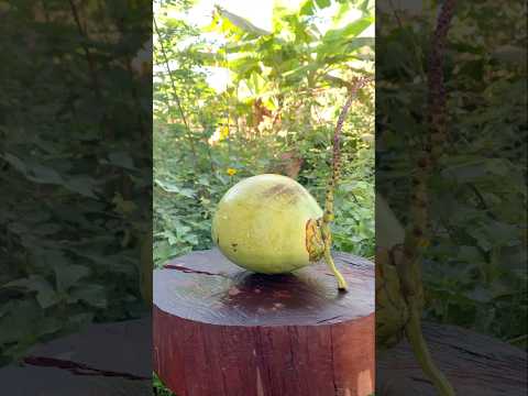 Nature Coconut Cutting ASMR – So Satisfying & Relaxing