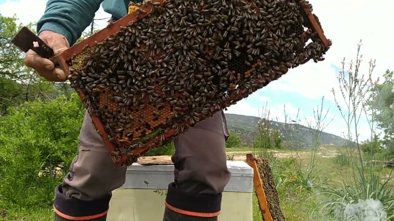 18-4-2023 του Βαρσάνη