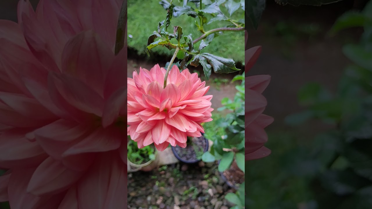  Bunga Dahlia  YouTube