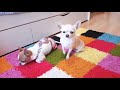 Покупочки из зоомагазина))🐶