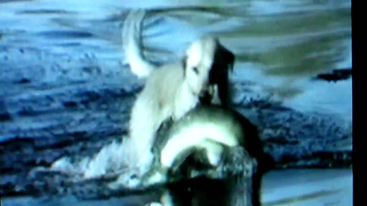 cat gut dog fish YouTube