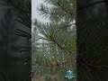 Escape to this Cozy Rainy Forest Road 🌧️ #junglerainfall #natureasmr #rainambience #sleepsounds