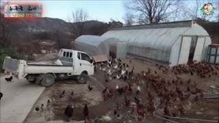 하루 굶어서 난리난 닭들🔥//농장 정보 공유 시간(Chickens were furious because of hunger for a day)-귀농한 특전사의 농장 thumbnail