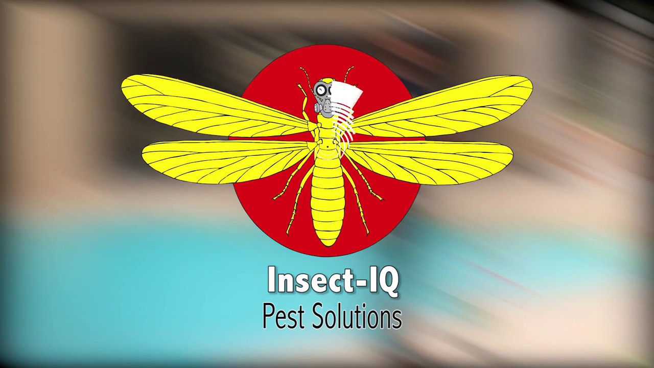 InsectIQ Promo Video YouTube