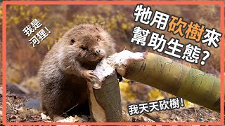 Why is Beaver So Important To the Ecosystem? by  史考特 Walking Wild 19,789 views 3 years ago 5 minutes, 57 seconds