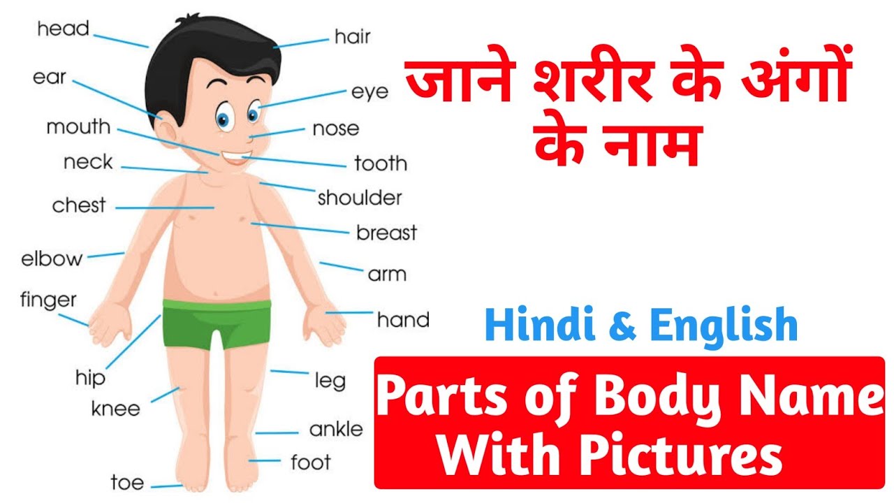Learn Complete Parts Of Body Name In English Human Body 49 OFF learn-complete-parts-of-body-name-in-english-human-body-49-off