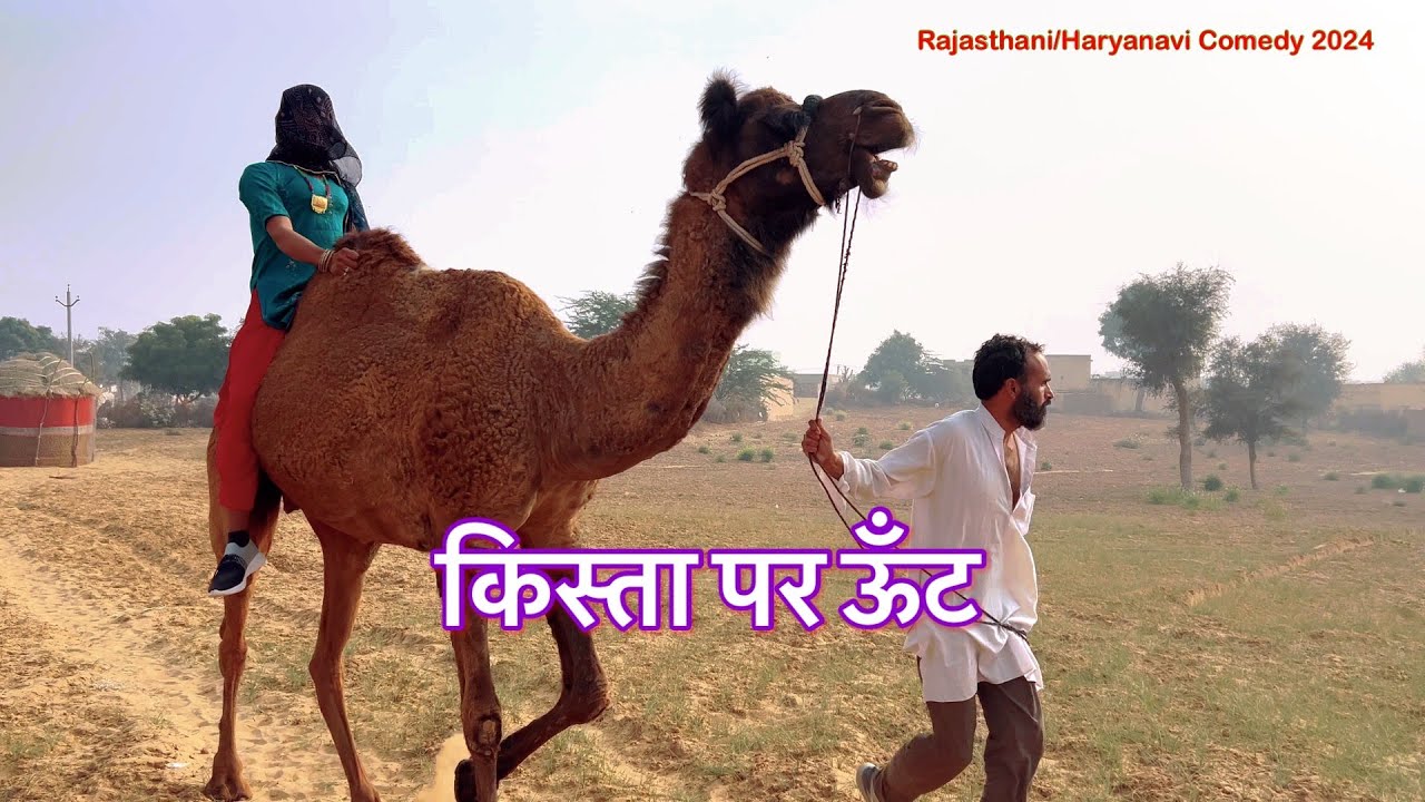 किस्ता पर ऊँट 🐪 | Kista Par Unt | राजस्थानी हरियाणवी कॉमेडी वीडियो | New Comedy 2024 | Shayar Comedy